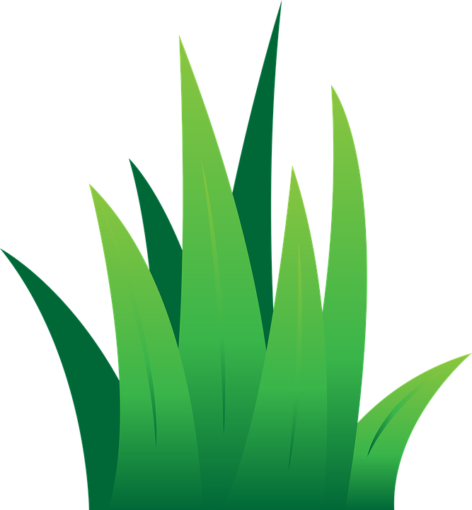 Green Grass Vector Illustration