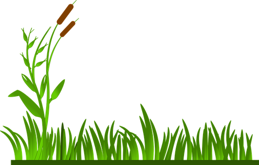 Green Grassand Reeds Vector