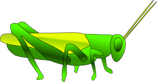 Green Grasshopper Illustration