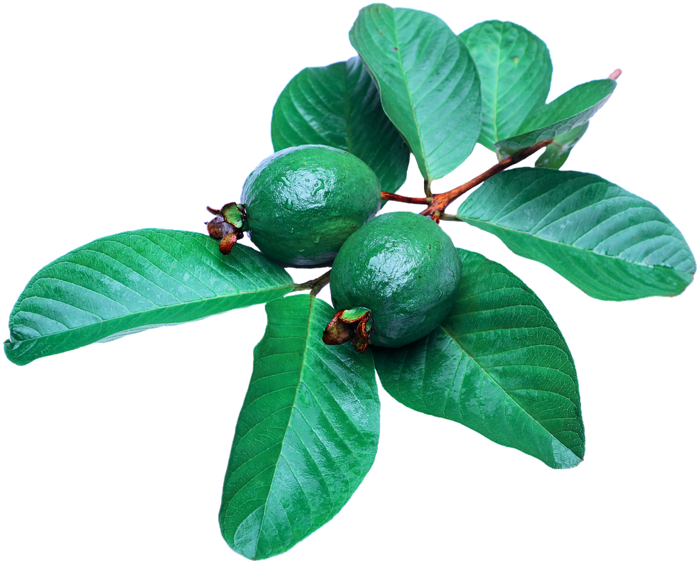 Green Guava Branch Leaves