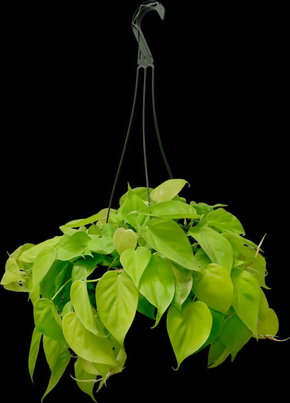 Green Hanging Plant Black Background.jpg