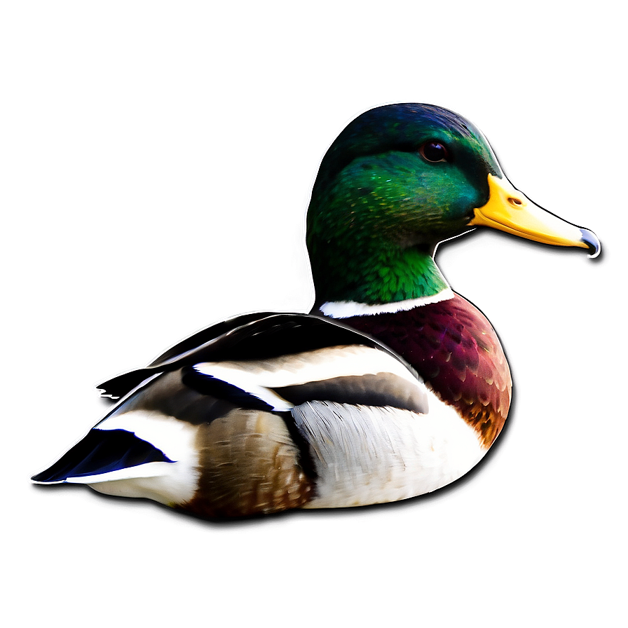 Green Head Mallard Duck Png 41