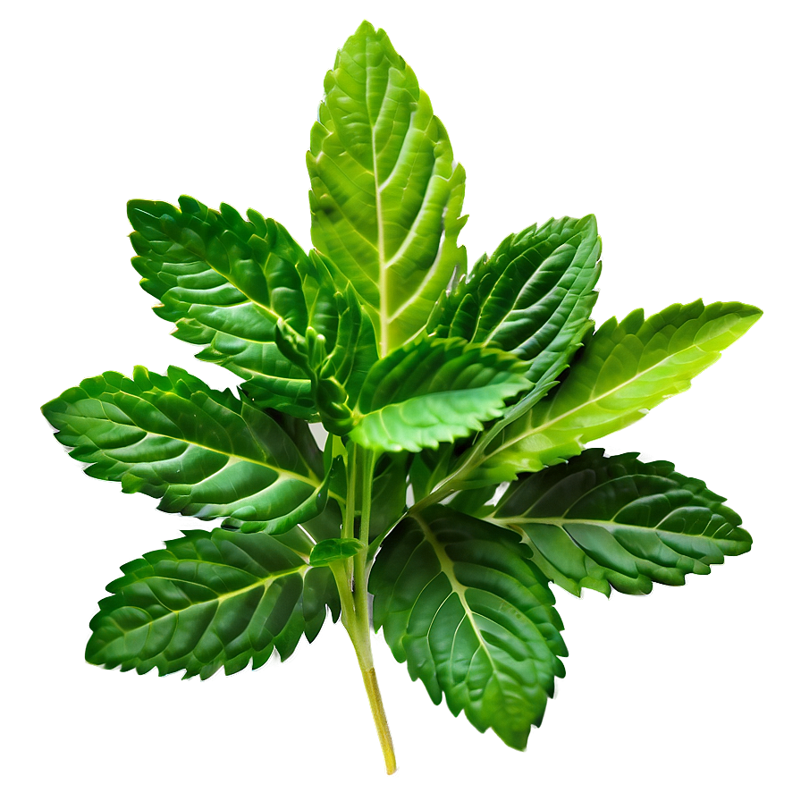 Green Herb Png 10