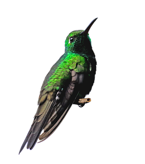 Green Hummingbird Black Background