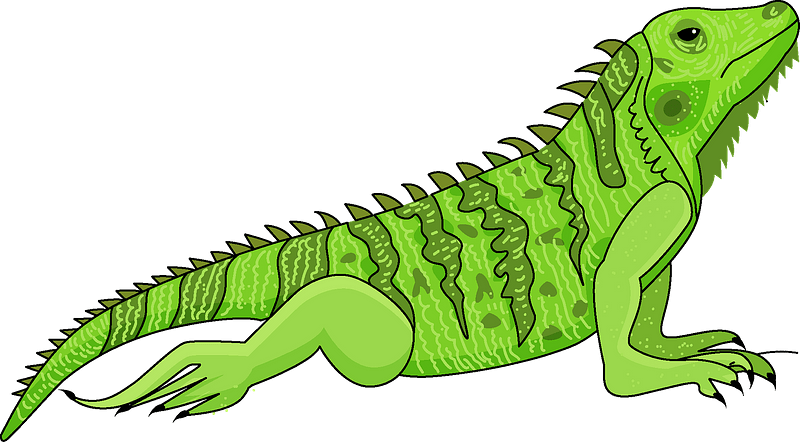 Green Iguana Illustration