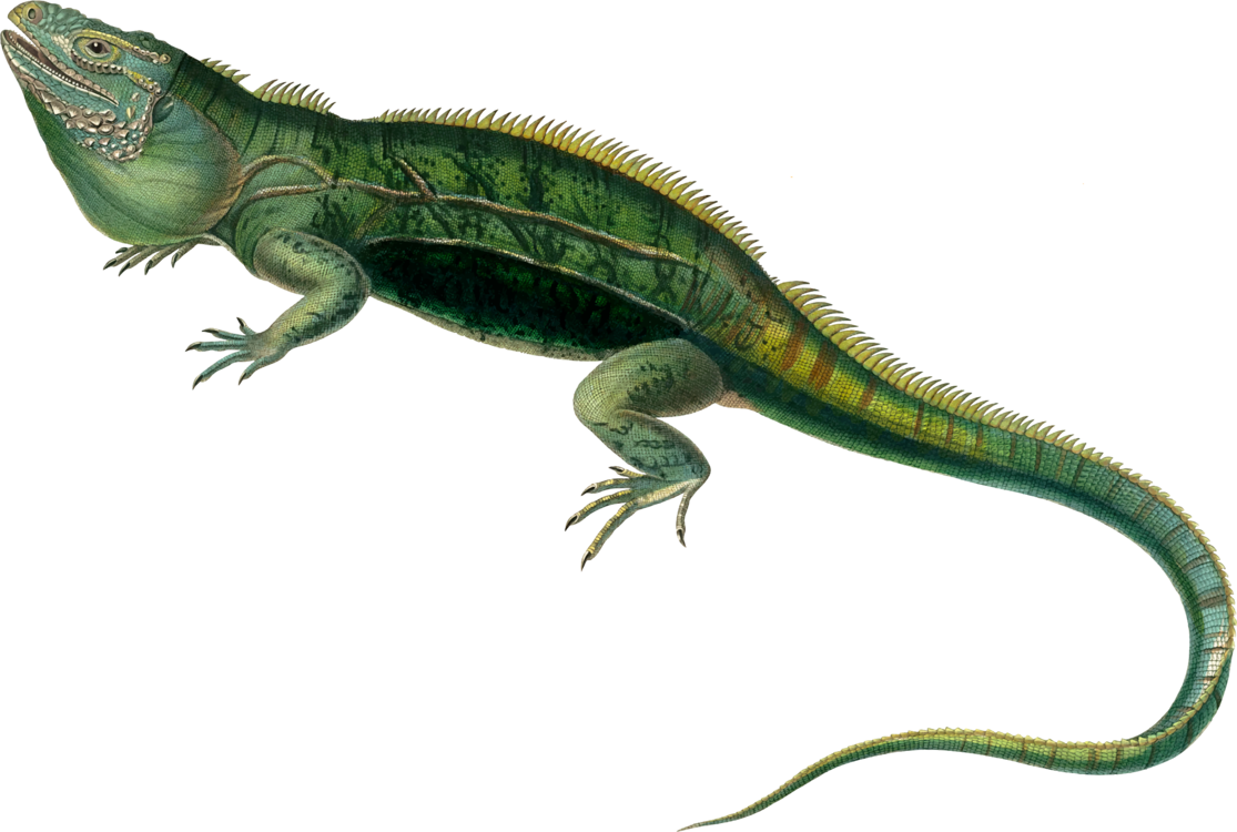 Green Iguana Illustration