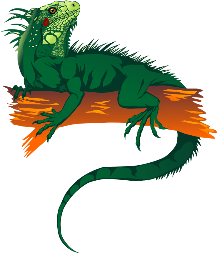 Green Iguana Illustration