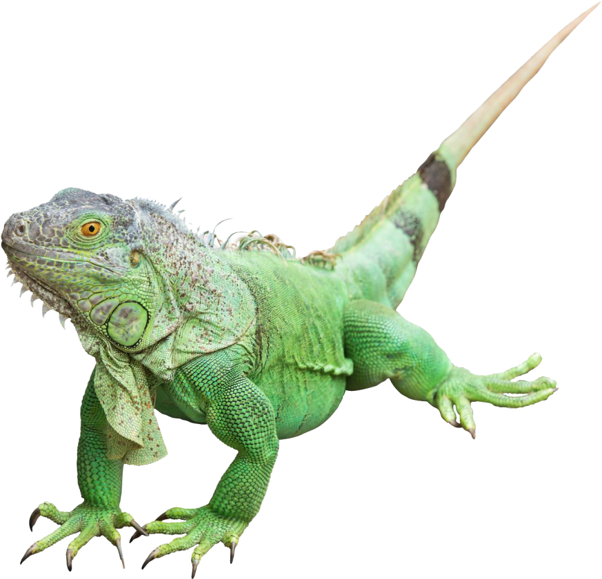 Green Iguana Isolated Portrait