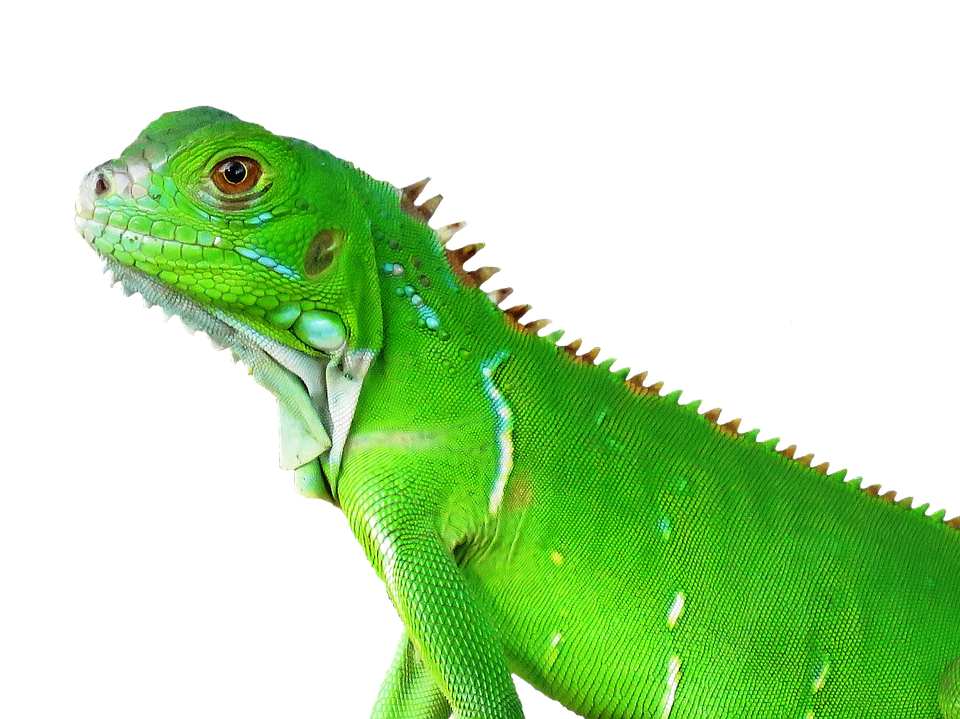 Green Iguana Portrait