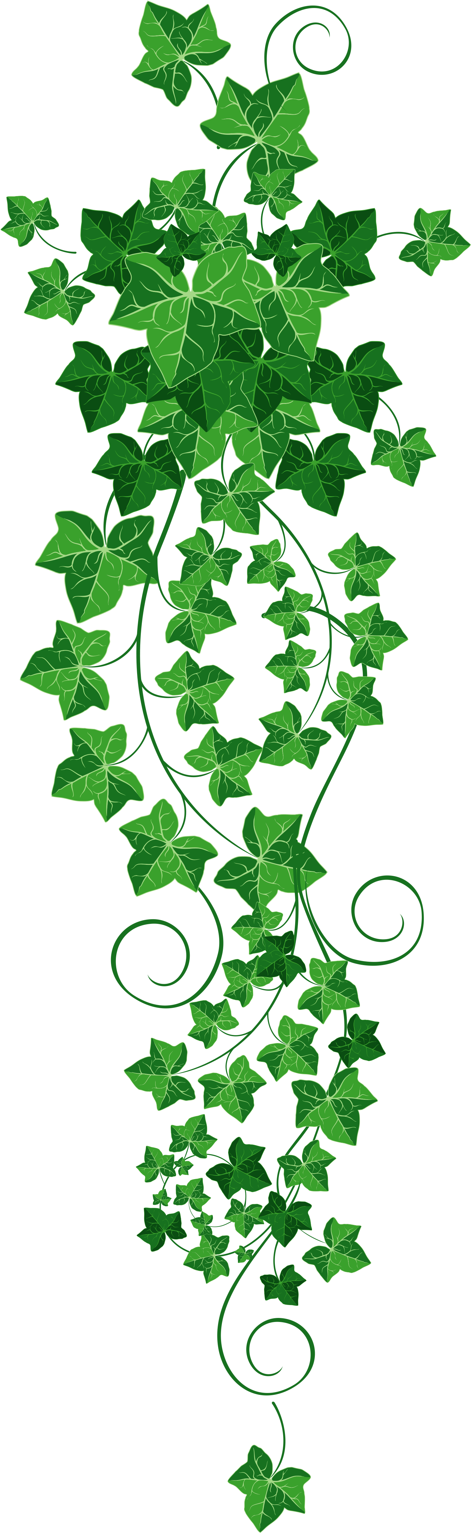 Green Ivy Vine Graphic