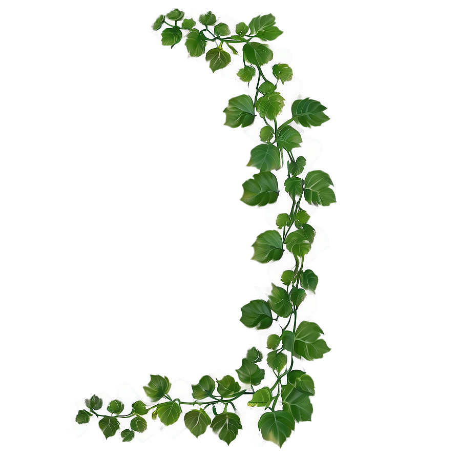 Green Ivy Vine Isolated Background