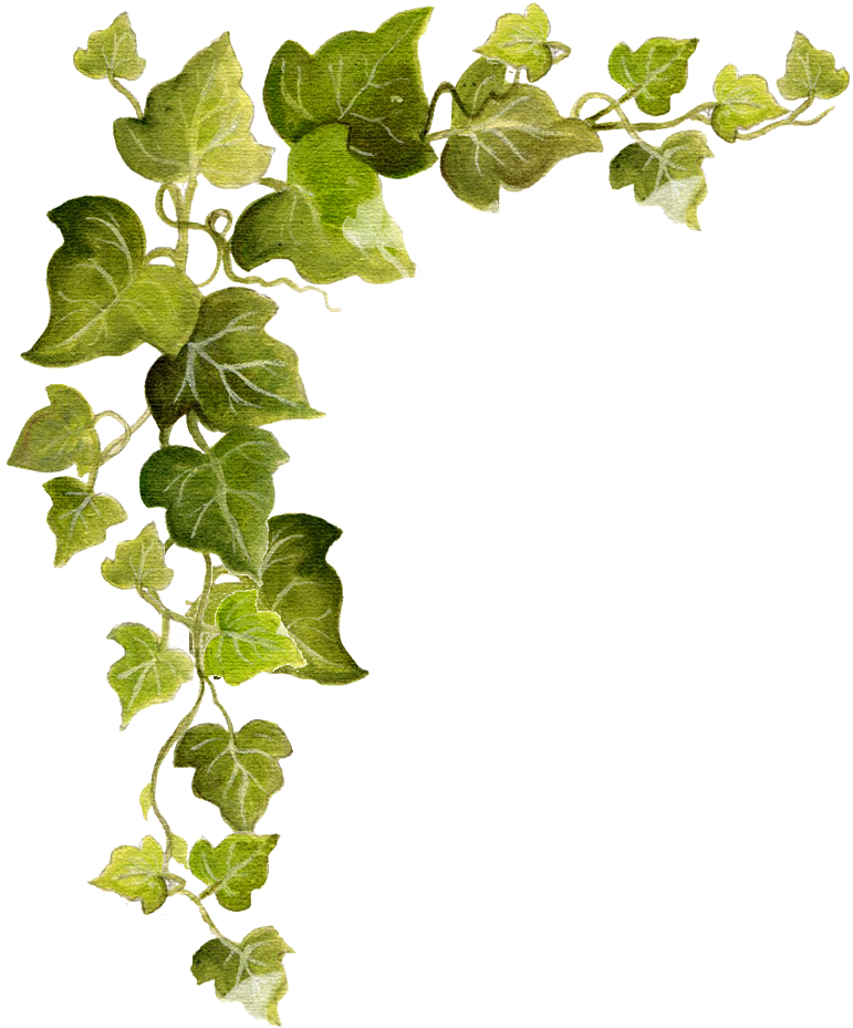 Green Ivy Vine Transparent Background