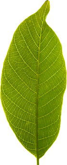 Green Leaf Black Background