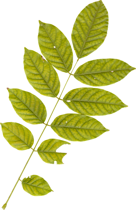 Green Leaf Branch Transparent Background