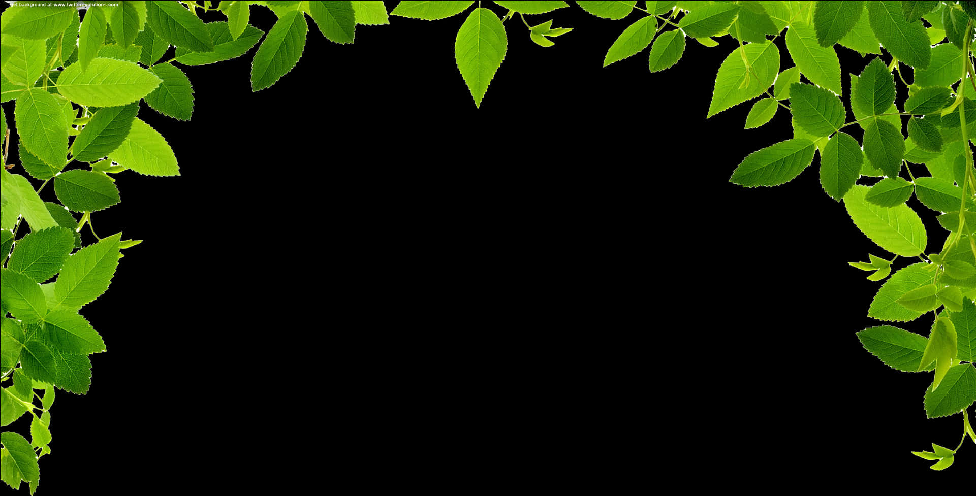 Green Leaf Frameon Black Background.jpg