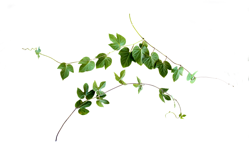 Green Leaf Garland Transparent Background