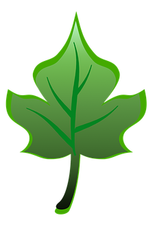 Green Leaf Graphic