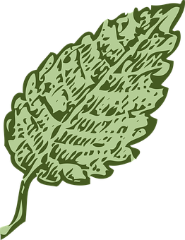 Green Leaf Illustration