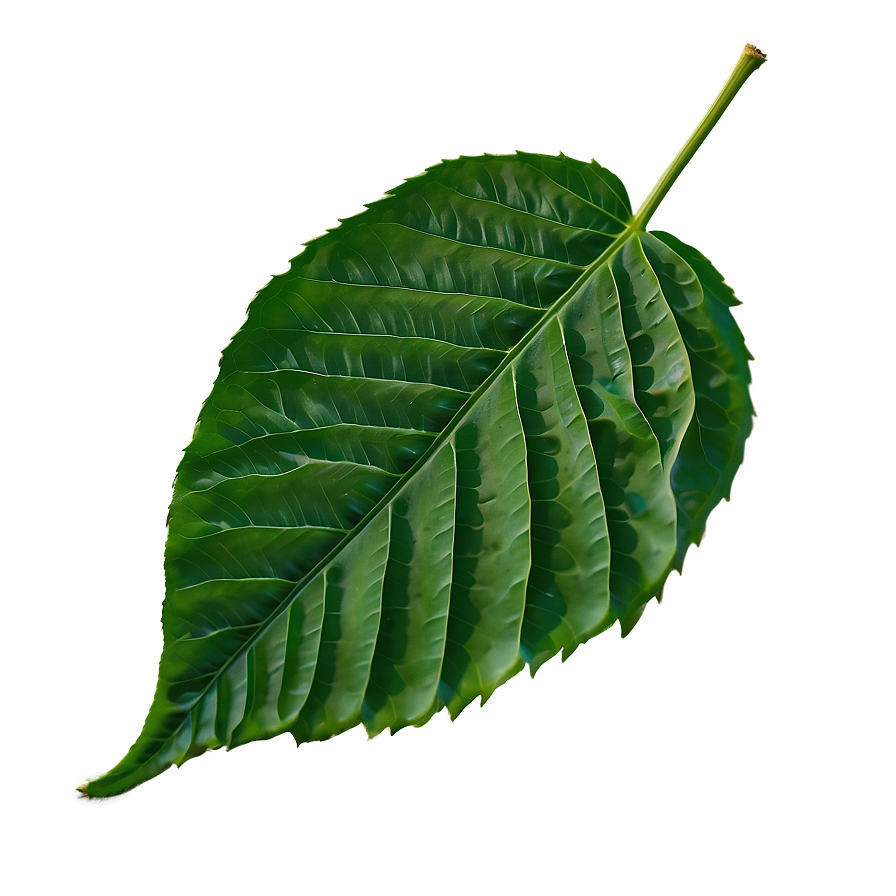 Green Leaf Png Tqh51