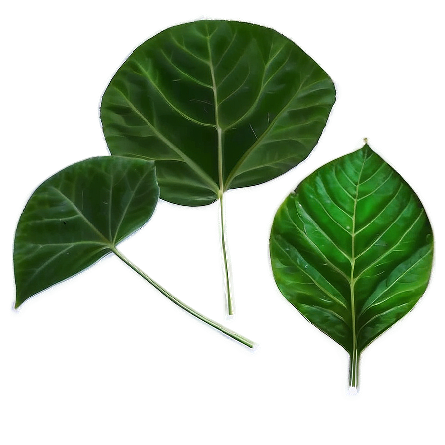 Green Leaf Png Try