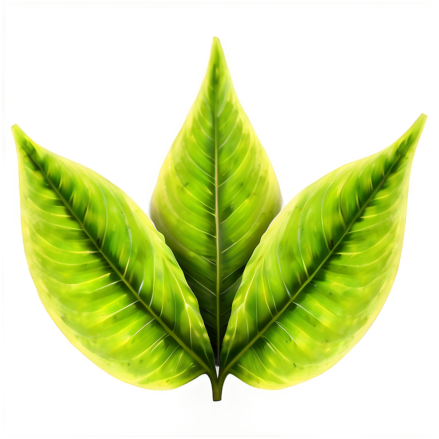 Green Leaf Texture Png 50