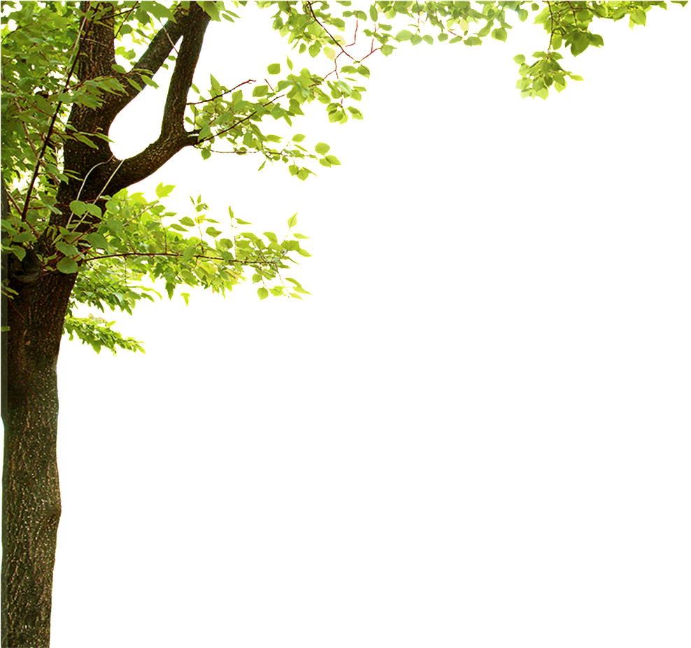Green Leaf Tree Frameon Transparent Background