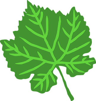 Green Leaf Vector Illustration