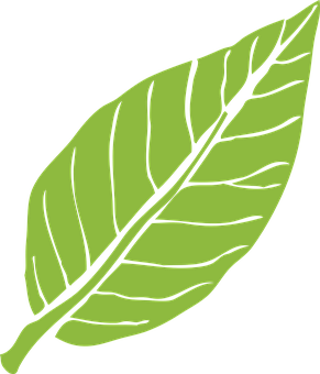 Green Leaf Vector Illustration