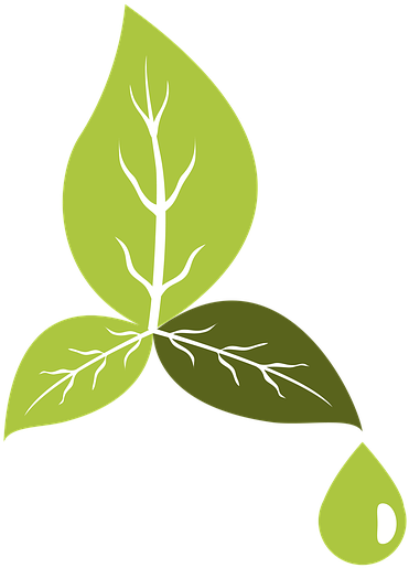 Green Leaf Veins Vector