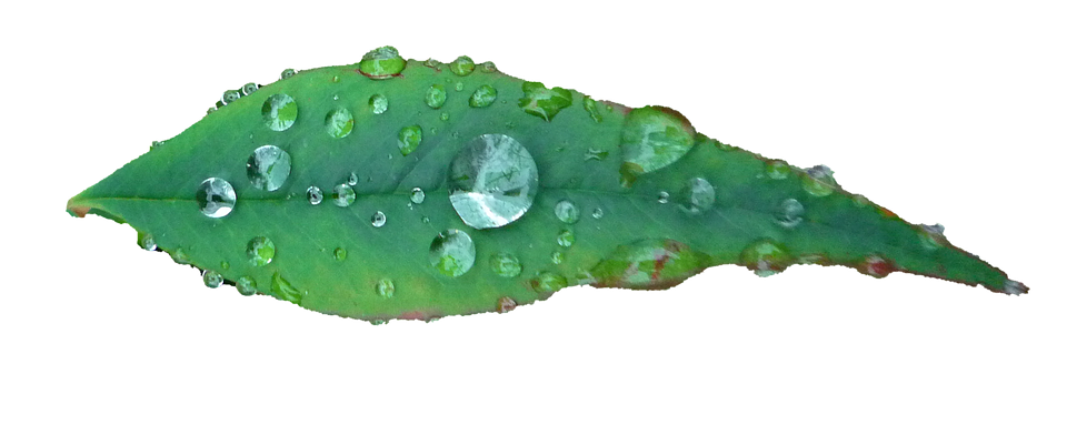 Green Leaf Water Droplets