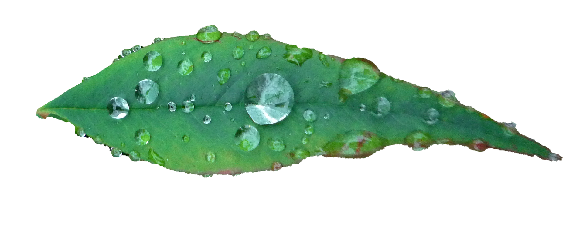 Green Leaf Water Droplets Black Background