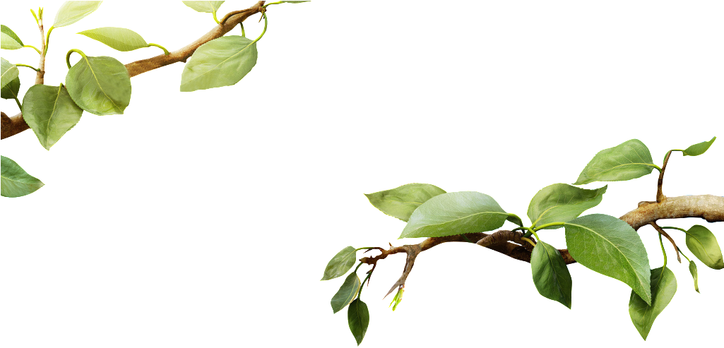 Green Leafy Tree Branch.png