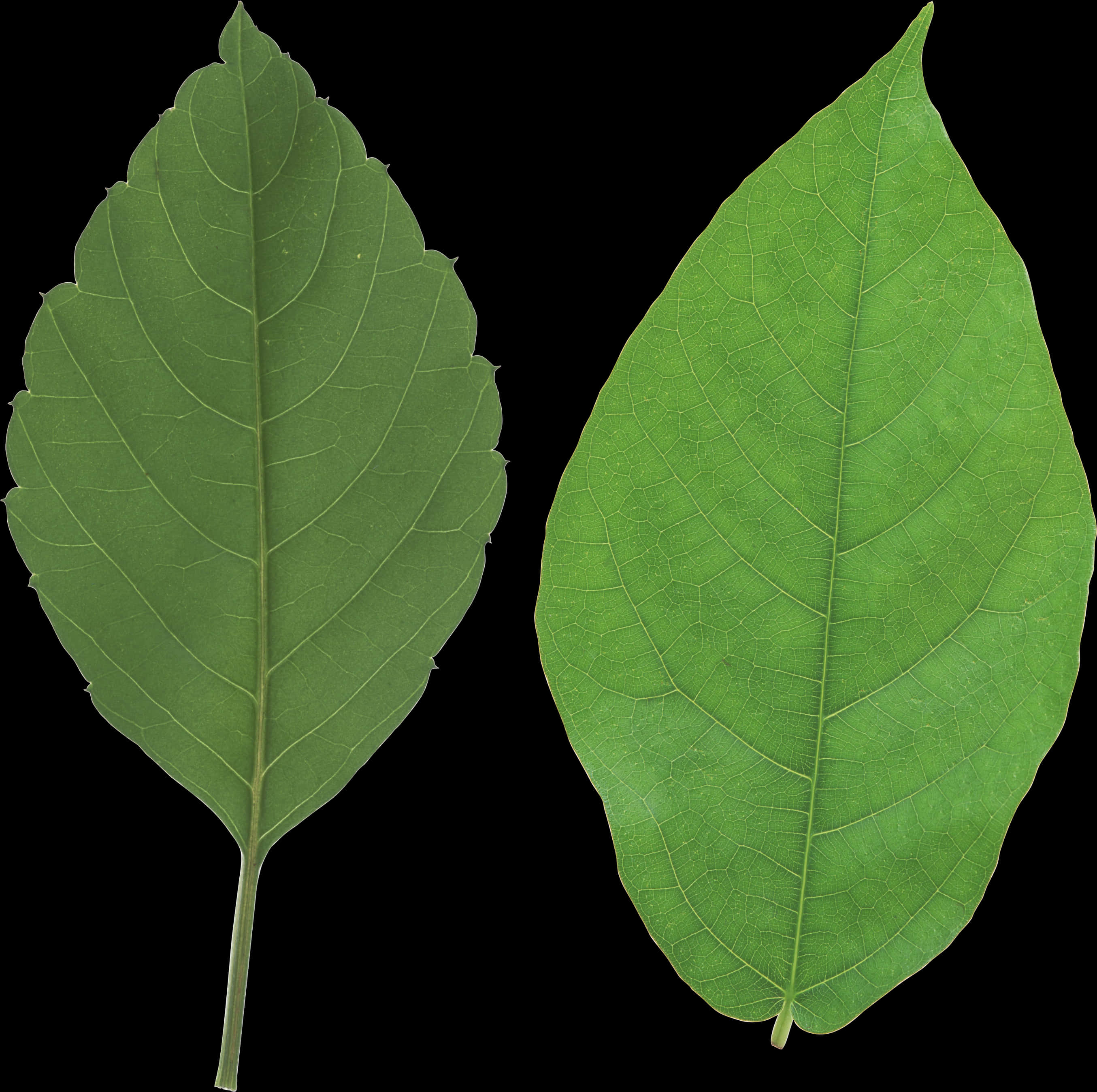 Green Leaves Black Background