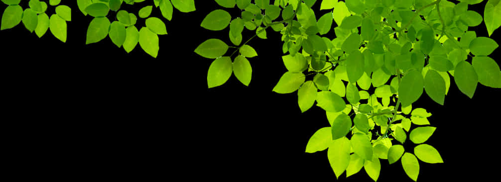 Green Leaves Black Background