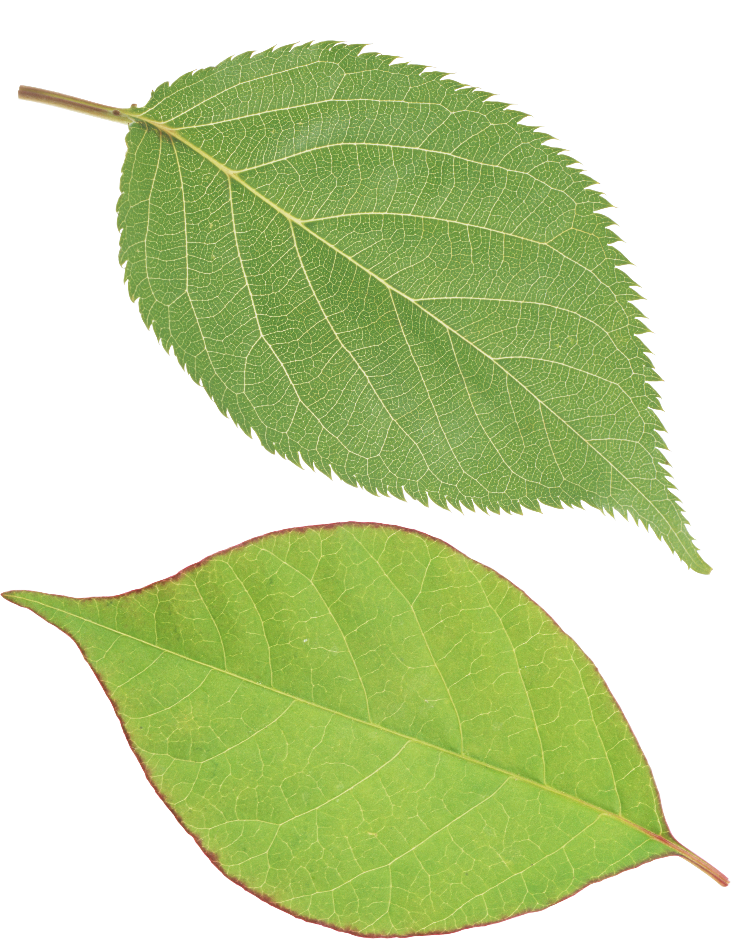 Green Leaves Transparent Background