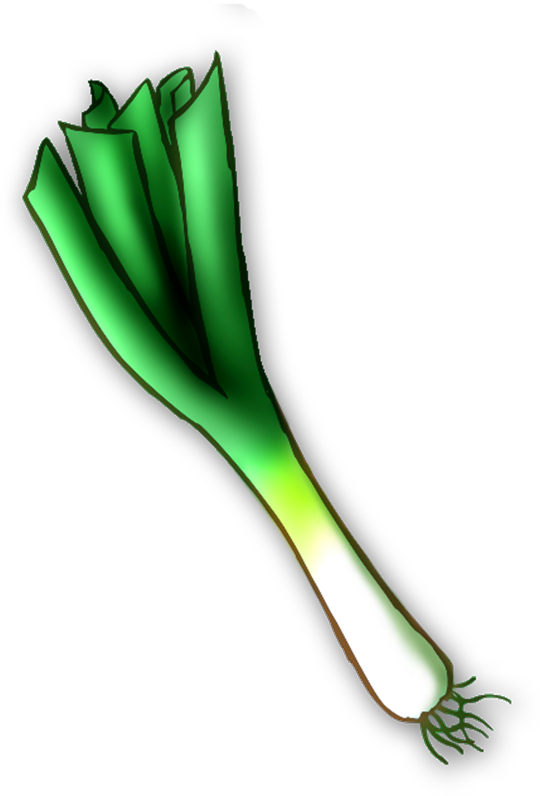 Green Leek Illustration