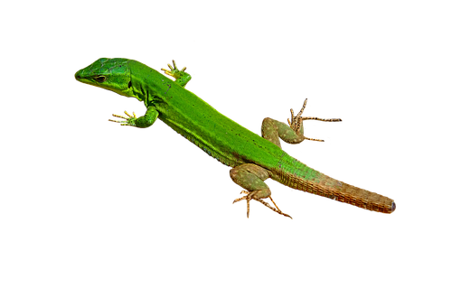 Green Lizard Black Background