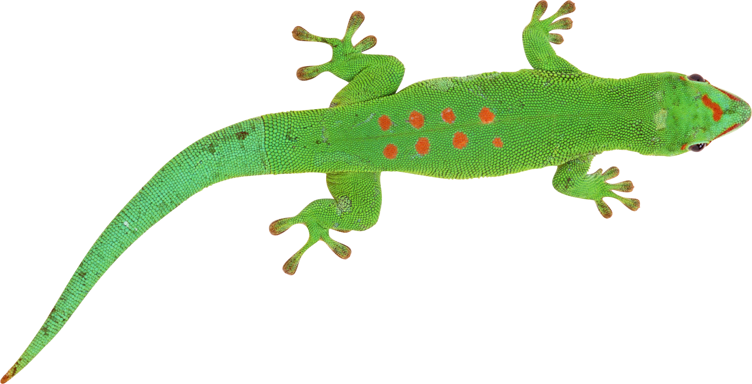 Green Lizard Red Spots