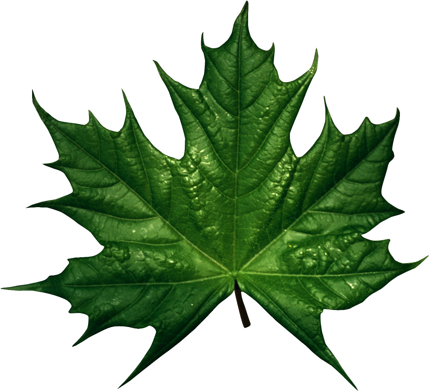 Green Maple Leaf Water Droplets.png