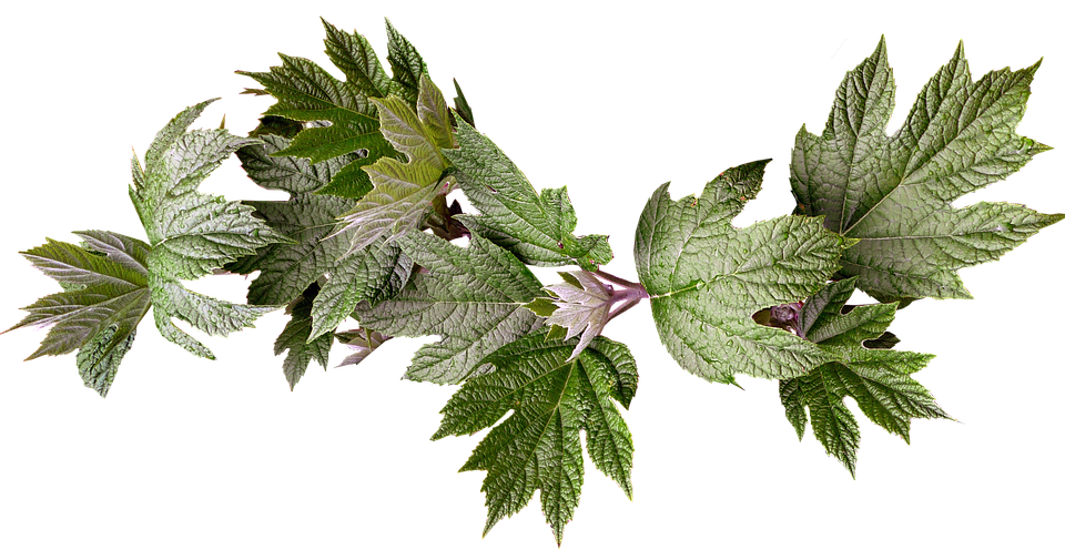 Green Maple Leaves Transparent Background