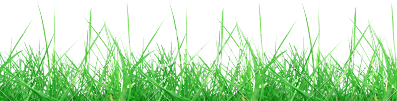 Green Meadow Grass Texture