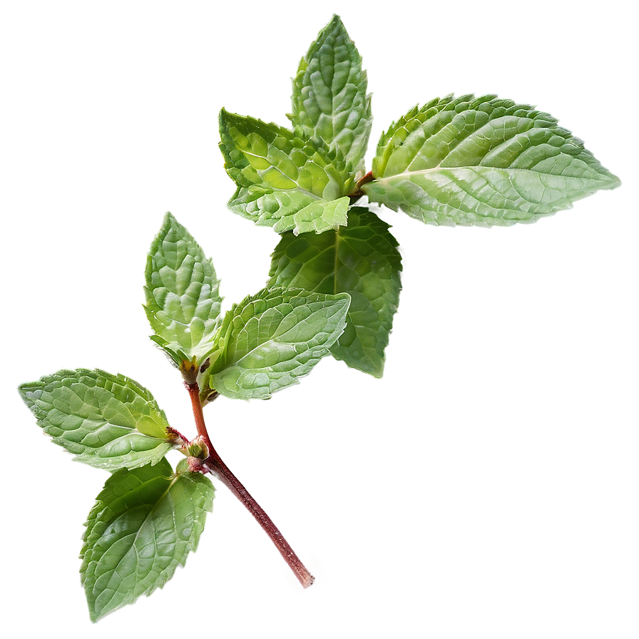 Green Mint Leaf Png 06262024