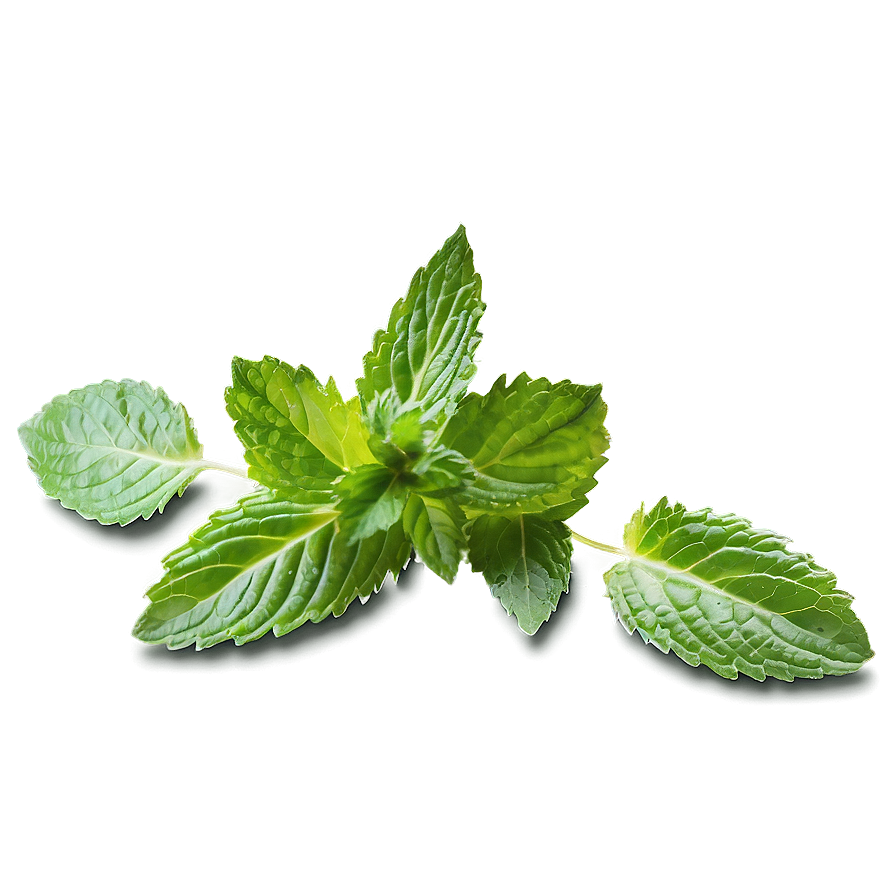 Green Mint Leaf Png 91