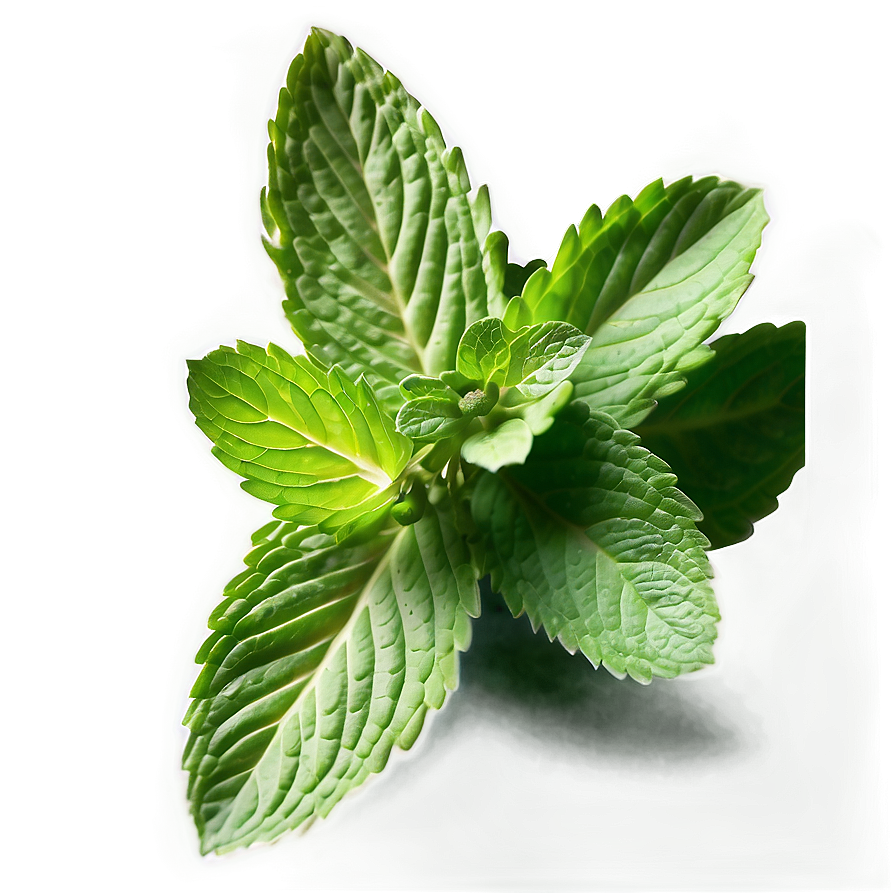 Green Mint Leaf Png Lpc16