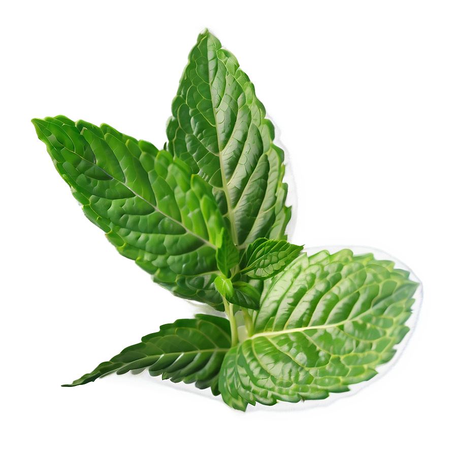 Green Mint Leaf Png Wjt10