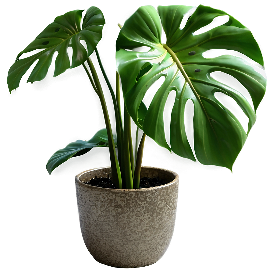 Green Monstera Plant Png Paq