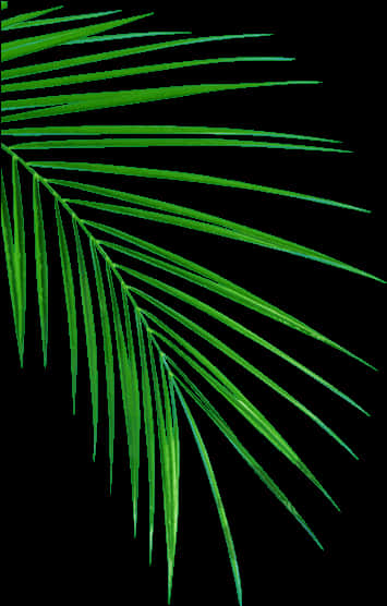 Green Palm Frond Abstract