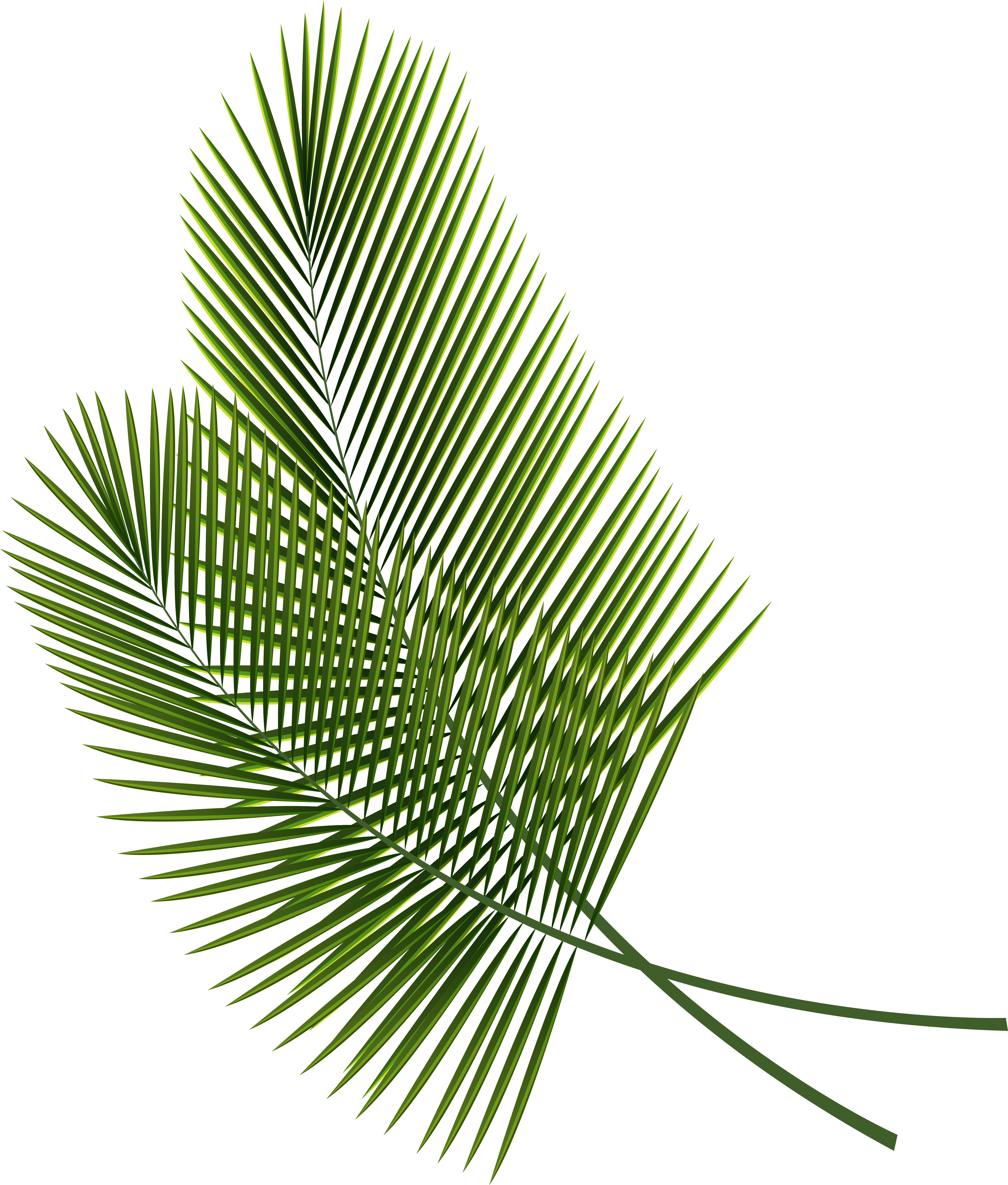 Green Palm Frond Isolated