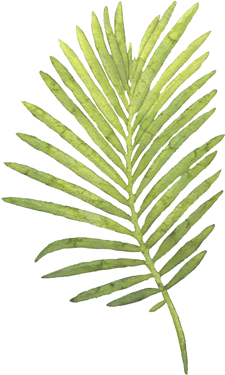 Green Palm Leaf Isolated