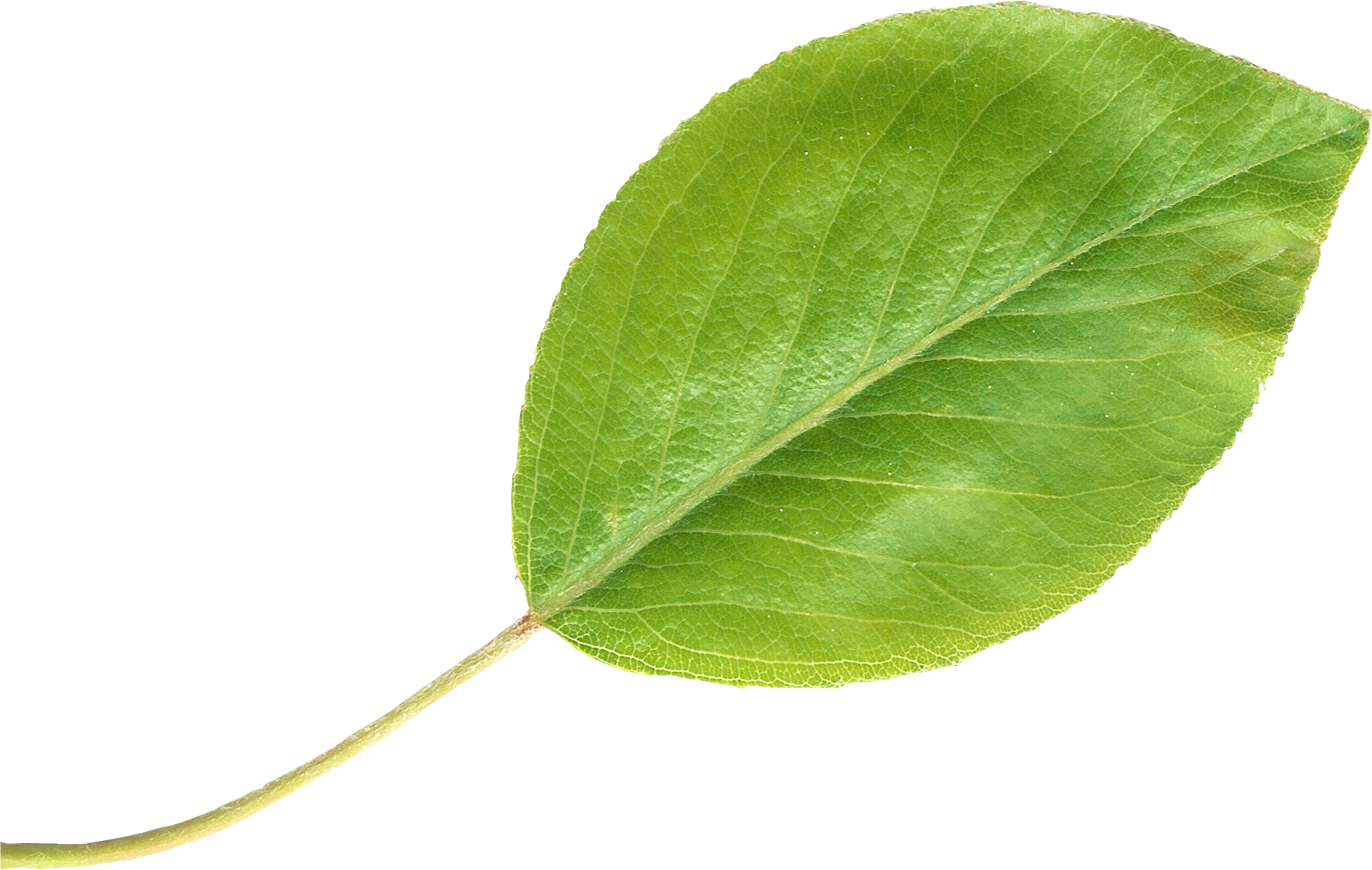 Green Pear Leaf Isolated.png